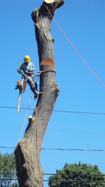 What to Look For if You Need a Tree Removal Company