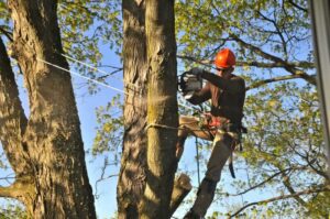 How a tree pruning services estimate a tree Job in new york 