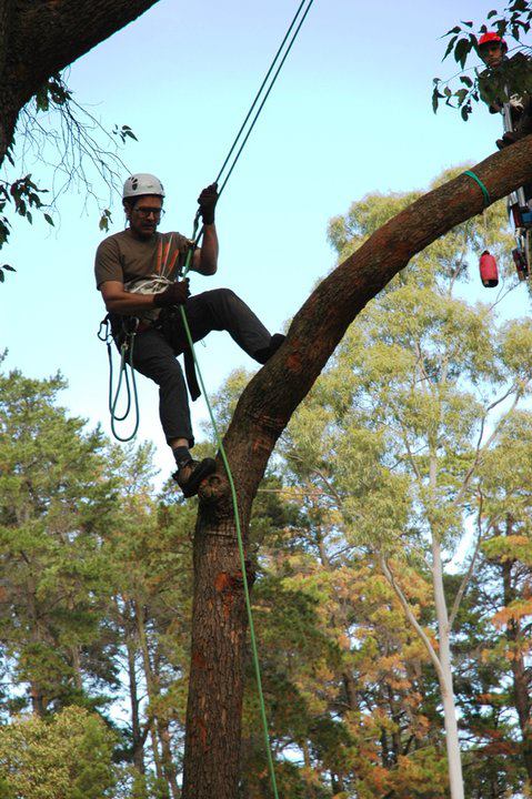 Long Island Professional Tree services