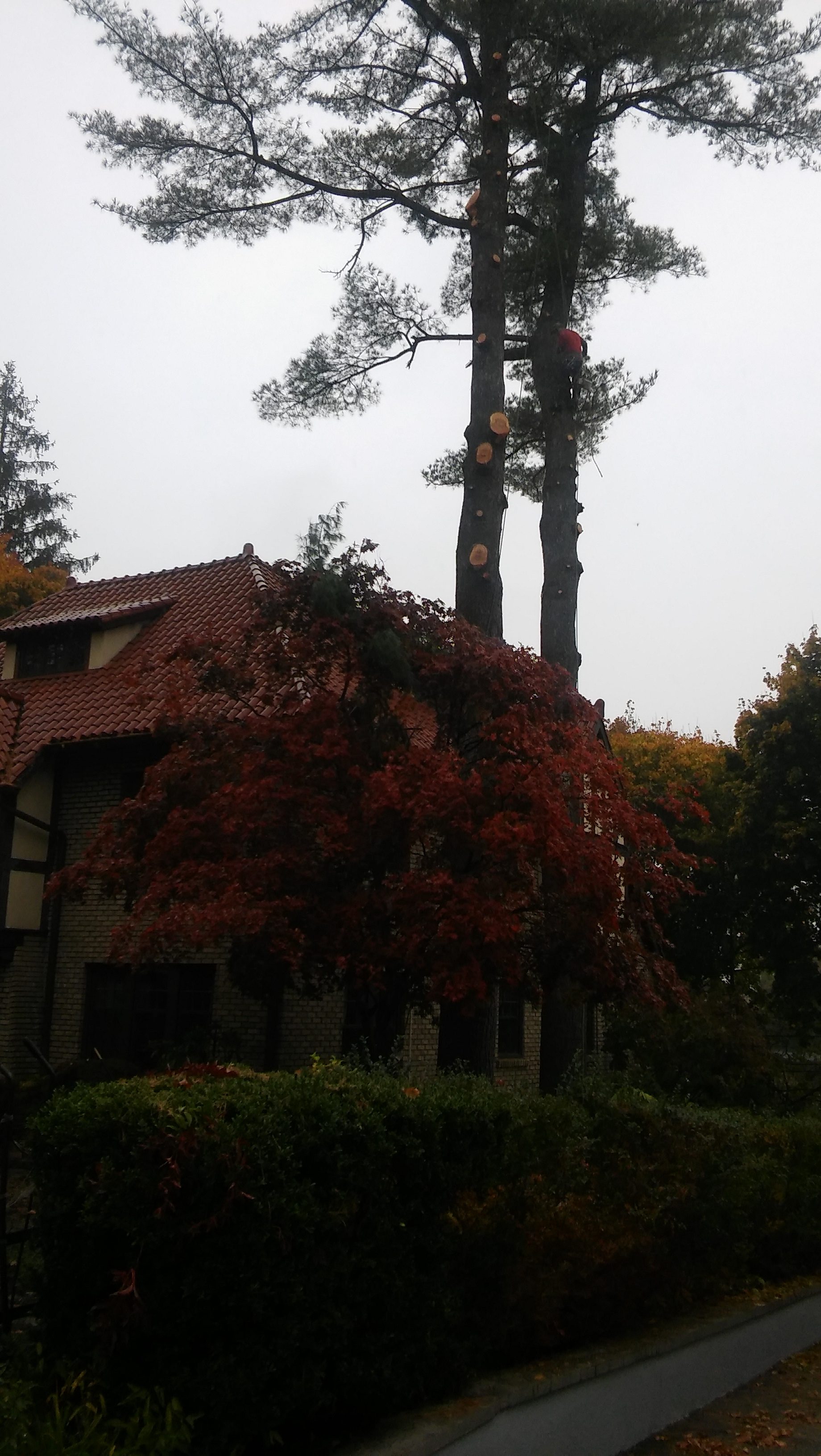 Tree removal leaning