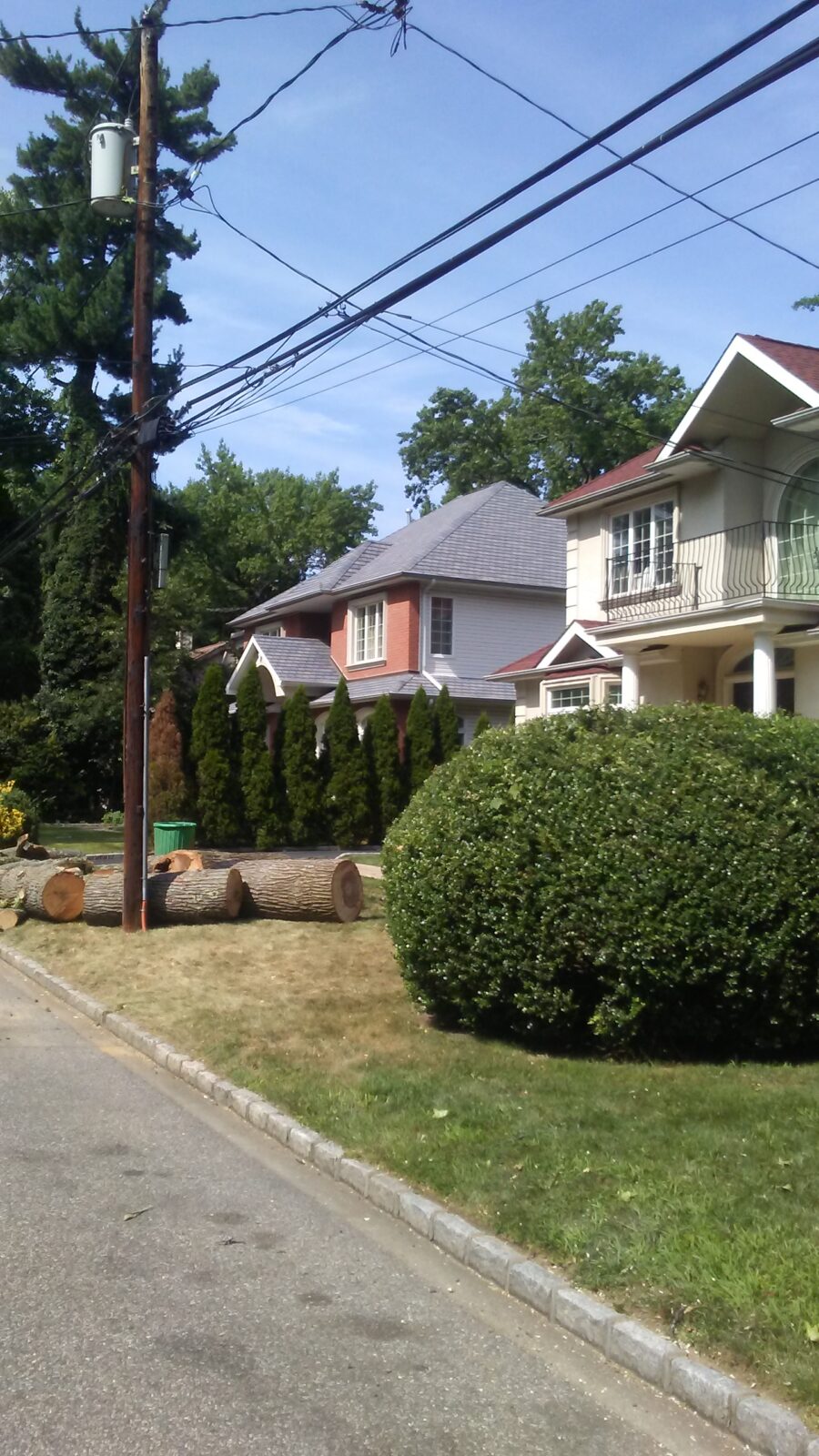 large tree removal cost