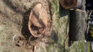 Tree removal cost Average Tree removal cost