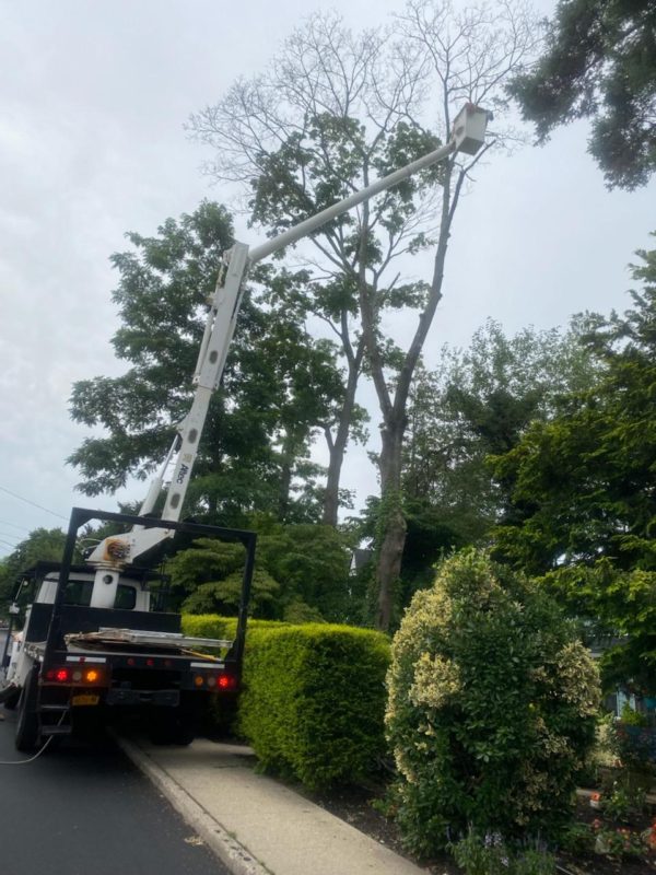 Tree Removal cost How Choice a Tree service company Professional on Stump removal & Tree cutting Estimate 