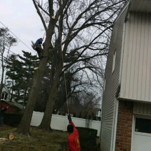 Tree pruning experts local company