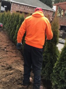 tree shrub bushes planting summer Time and Tree Panting New York Nassau county