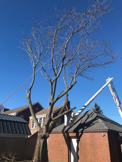 Tree Service & Tree removal in Queens County Tree trimming Call Today