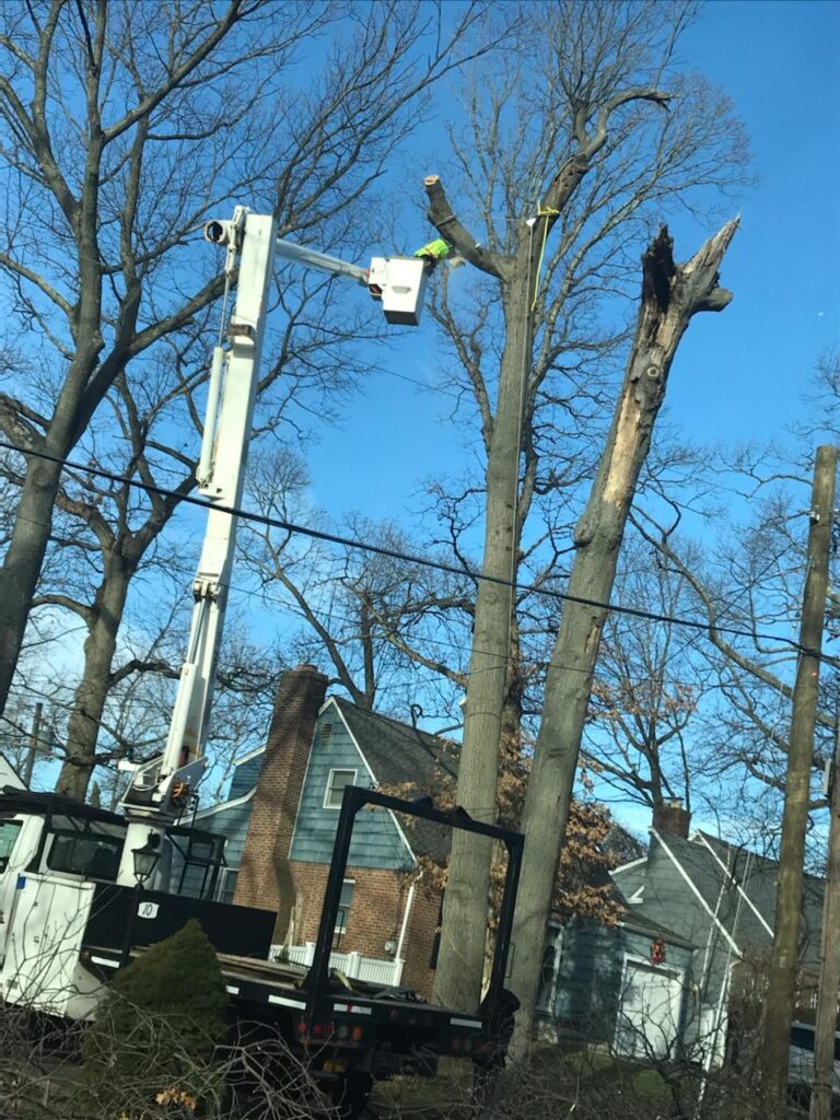 Tree Cutting Services done on a Crane by a man.