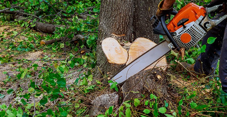 Tree removal professionals in Nassau County, NY offer many services that are designed to ensure the safety and well being of everyone who lives in or near a town, village, or city. They provide services 