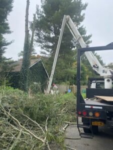 How Much Tree removal Cost Prices This Year