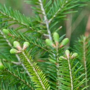 The Balsam Fir is one of the most popular types of pine trees, and it's easy to see why. Its distinctive green needles and woody Good To plant in Long island New York Suffolk County and Nassau NY