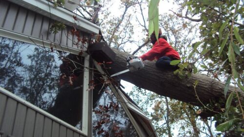 It Does Homeowners Insurance Cover Tree Removal?