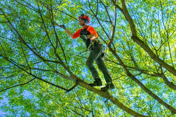 Welcome to the world of tree trimming, a vital Wisconsin and Minnesota tree pruning near my location