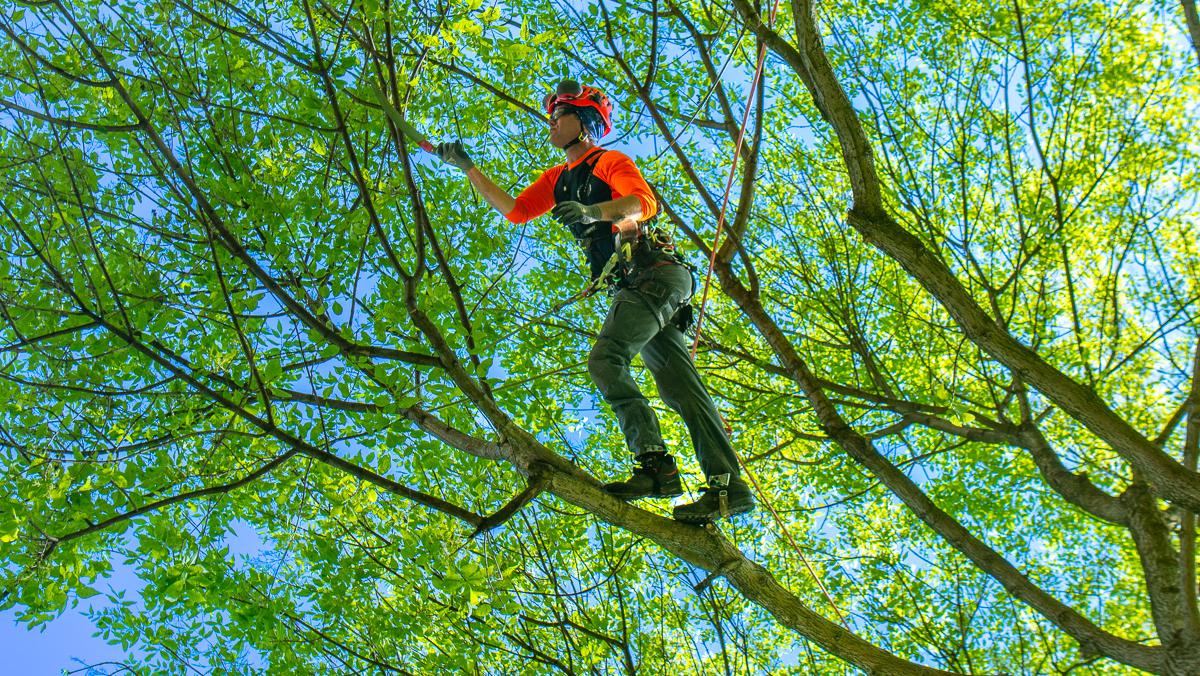 Welcome to the world of tree trimming, a vital Wisconsin and Minnesota tree pruning near my location